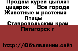 Продам курей цыплят,цицарок. - Все города Животные и растения » Птицы   . Ставропольский край,Пятигорск г.